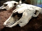 DSC01039.JPG