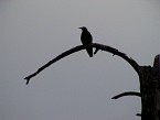 DSC06143.JPG
